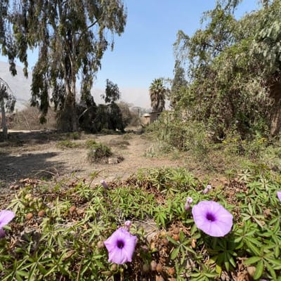 TERRENO SEMI RUSTICO en VENTA en CHOSICA