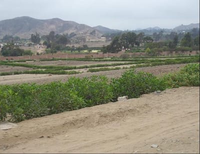 Venta de Terreno en Pachacamac