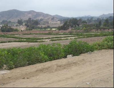 Venta de Terreno en Pachacamac