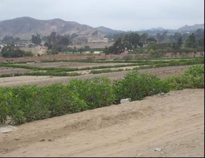 Venta de Terreno en Pachacamac