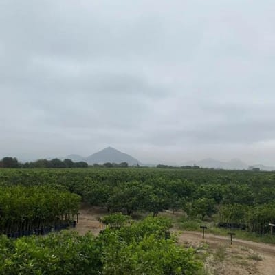 FUNDO AGRCOLA EN PRODUCCIN  HUARAL