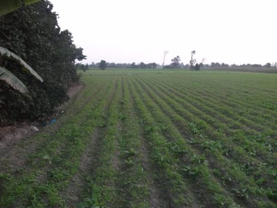 VENDO TERRENO DE 7 HECTÁREAS EN CHANCAY HUARAL