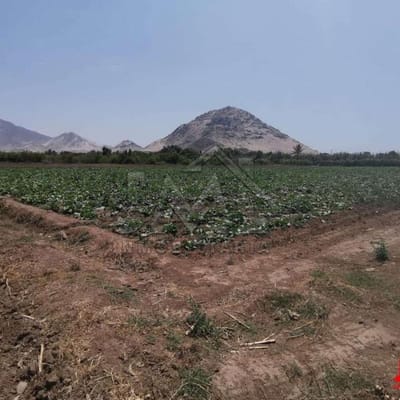 TERRENO DE 1 HECTAREA (10,000 M2) EN BARRAZA -  AV PROLONGACION VILLAREAL