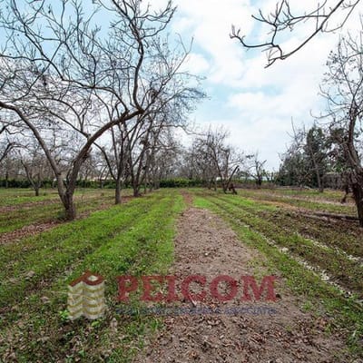 PECANOS DEL GUAYABO - LOTES DE 8,000m2 CON PECANOS