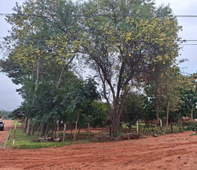 TERRENO Colonia Tompson a metros de Ruta Capiatá, Thompson, Ypane.
