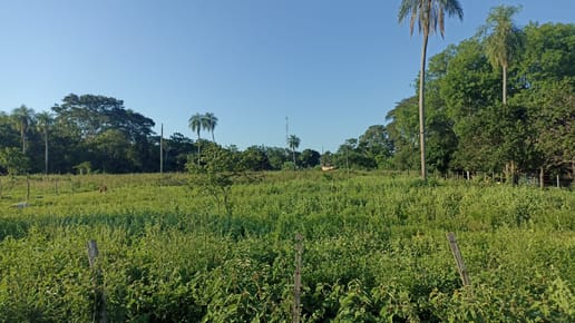 Terreno sobre ruta concepción 100 metros de ANDE