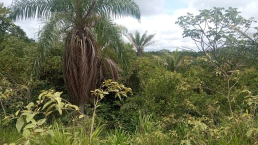 Vendo en el Urubo  linda Propiedad de 4.5 ha, 10mn del  puente Foianini