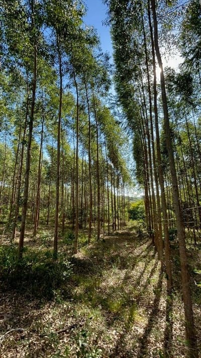 Venta de Terreno de 13Hs en Coronel Oviedo