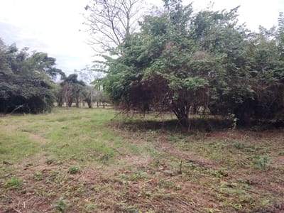 VENDO AMPLIO TERRENO EN CAPIATA
