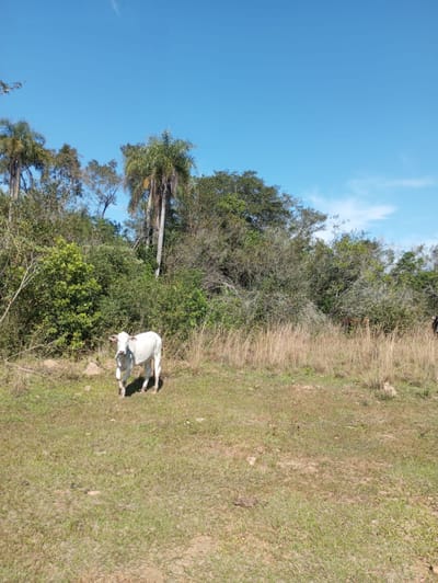 VENDO PROPIEDAD RURAL EN ITACURUBI DE LA CORDILLERA