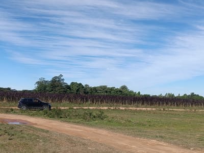 VENDO PROPIEDAD DE 2,134 M2 RURAL EN NUEVA ITALIA A 100M DEL ASFALTO