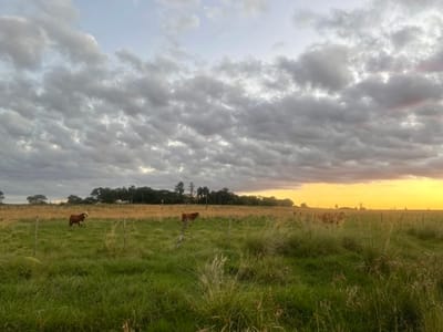 Vendo gran estancia en Misiones