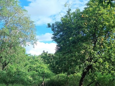 VENDO TERRENO EN CAPIATÁ, ROJAS CAÑADA