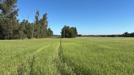 Vendo PROPIEDAD RURAL MECANIZADA EN OFERTA Encarnacion