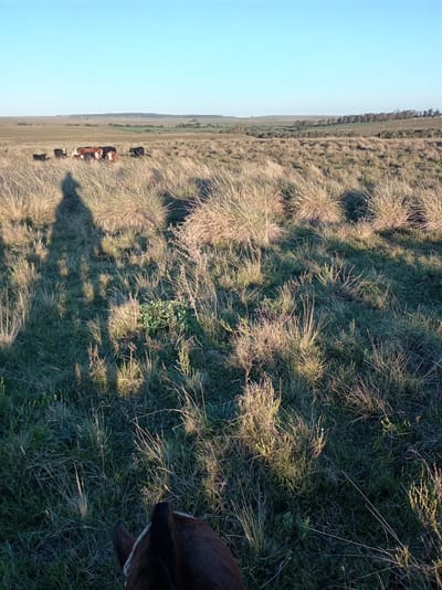 Venta De Campo 96,2158 Ha – Retamosa,ruta 14 , Lavalleja –