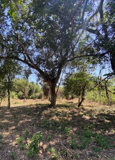 Vendo terreno en San Bernardino
