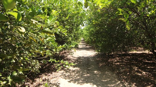 VENTA DE TERRENO – CARRETERA SULLANA-TAMBOGRANDE-PIURA