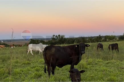 ESTANCIA / CAMPO - VENTA - DOLORES, PARAGUAY