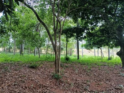 Vendo Terreno En Caacupe Cerro Real