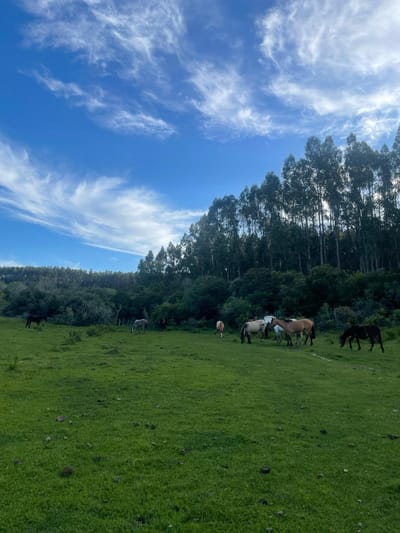 Venta 262 Hectareas Pueblo Eden