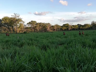 Propiedad Agricola Ganadera En Chochis