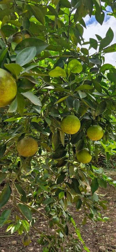Terreno con Excelente Ubicación y Potencial Turístico – Cacatachi, Tarapoto
