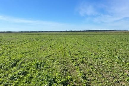 Finca Agrícola-Venta-Pirity, , San Pedro Del Paraná, Itapúa