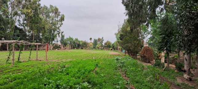 SE VENDE TERRENO AMPLIO EN LURIN PARA USO AGRICOLA O VIVIENDA
