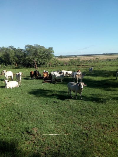 Campo- venta- TEBICUARI-MI