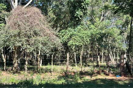 Terreno-Venta-yhaca Roysa, Caacupé, Cordillera