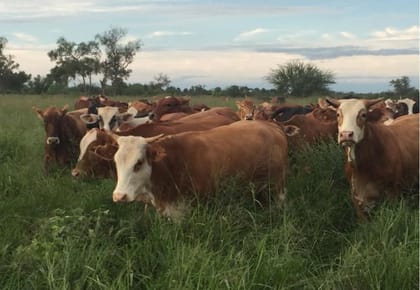 Vendo campo Agro - Ganadero -Zona Pratt Gill - Chaco