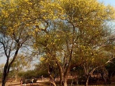 VENDO HERMOSA PROPIEDAD EN EL CHACO 2.550 ha