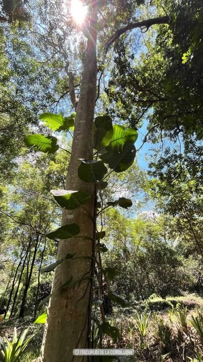 En Venta 8 Hectáreas En Itacurubi De La Cordillera