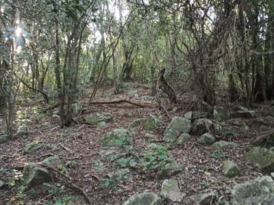 Terreno en venta en San Bernardino – Camino a Pirayu’i