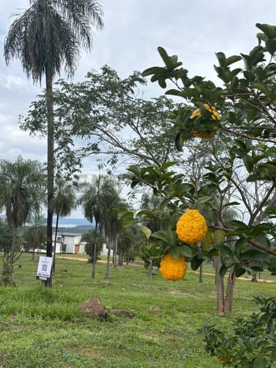 Venta de Terreno en San Bernardino Alta Pietra