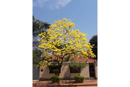 VENDO CASA EN LUQUE