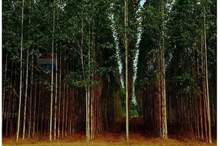 Estancia/Campo - Venta - Choré, San Pedro, Paraguay