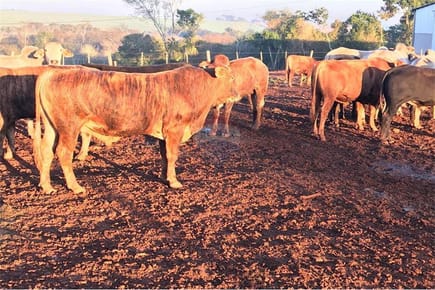Estancia/Campo - Alquiler - Minga Guazú, Paraguay