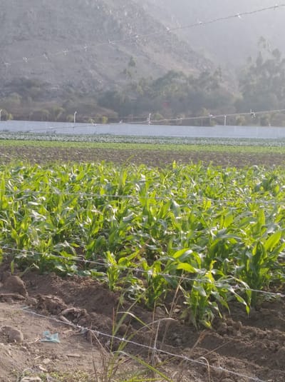 Terreno en Pachacamac
