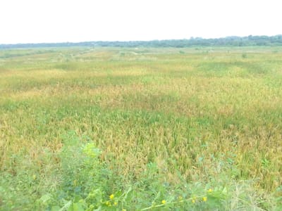 Vendo Parcela De Arroz, 120 Has. Repartidor - Piura