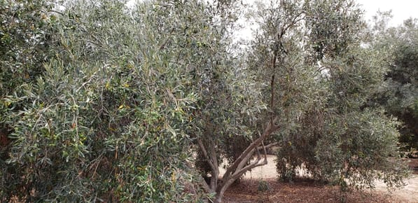 Dos lotes en venta-Condominio El Olivar