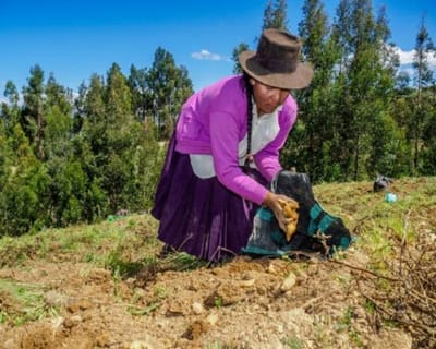 Terreno en Accomarca Ayacucho rematando a 8.000 soles