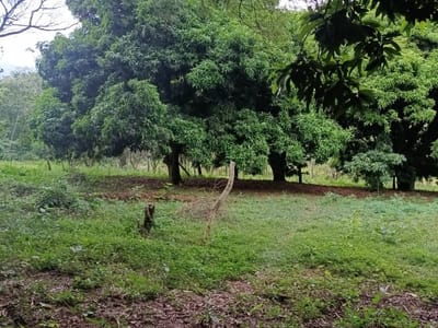 Vendo terreno en Caacupé (Cerro Real)
