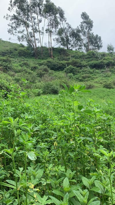 VENTA TERRENO CANTA OBRAJILLO