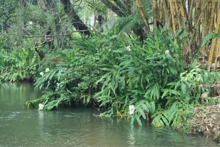 TERRENO 8 HECTAREAS VENTA ZONA DE CAACUPE