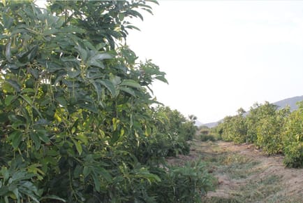 Venta de Terreno agrícola en Chiclayo
