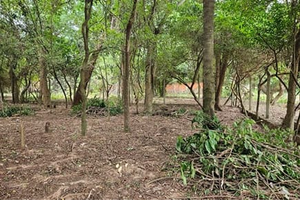 Terreno-Venta-Fraccion Los Cocos, , San Bernardino, Cordillera