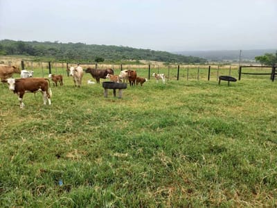 Vendo Granja 73 Hectáreas en Nueva Colombia