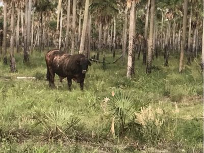ALQUILER DE CAMPO - ZONA PINAZCO