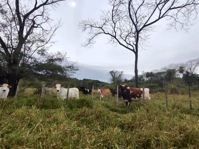 Terreno en Yaguaron 14 HA.